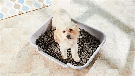 Dry Crumbly Dog Poop Causes And Solutions 2024