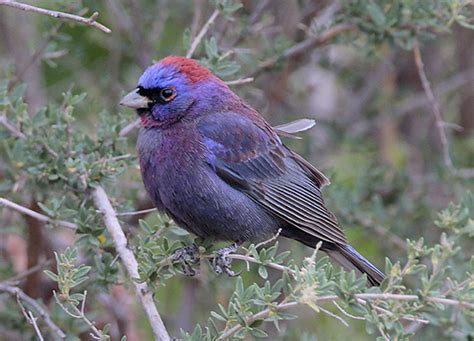 Varied Bunting Id Facts Diet Habit And More Birdzilla