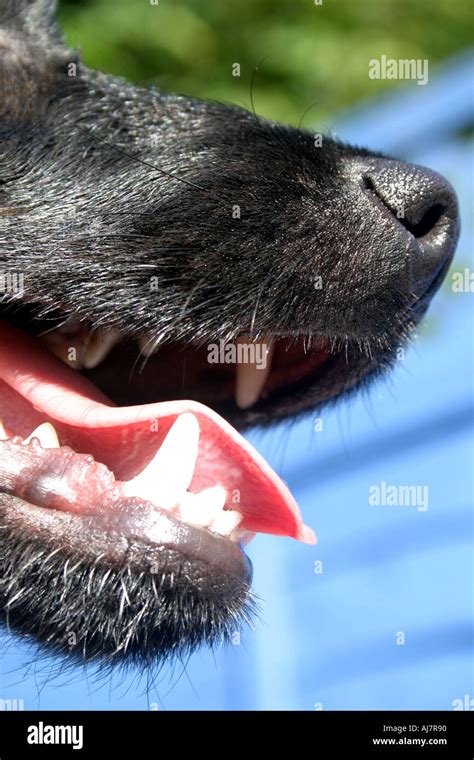 Dogs Snout Stock Photo Alamy