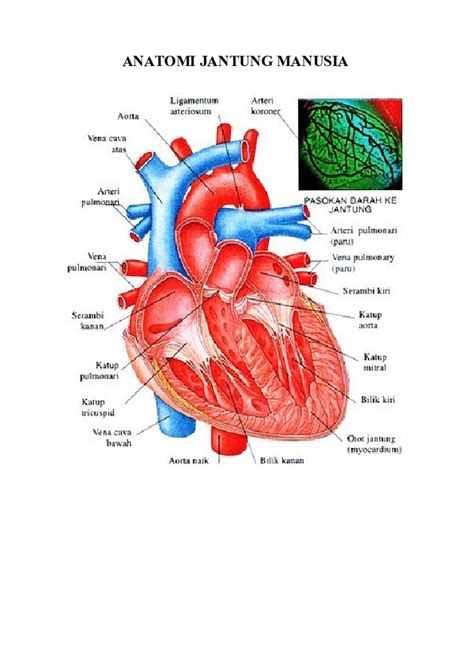 Doc Anatomi Jantung Manusia Hadi Nurwanto