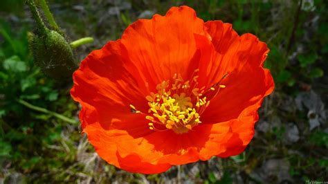 44 Red Poppies Wallpaper On Wallpapersafari