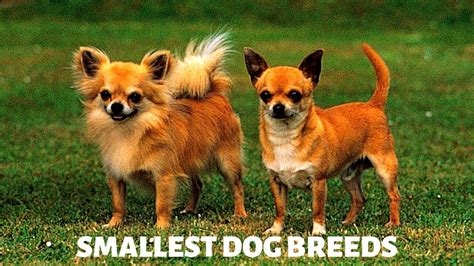 Top 10 Smallest Dog Breeds In The World Youtube