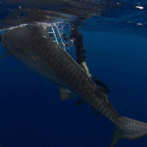 Did You Know That The Largest Population Of Tiger Sharks Lives In