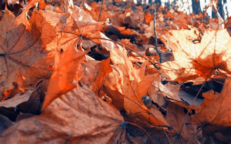 Mobile Wallpaper Macro Dry Foliage Fallen Autumn Leaves 93559