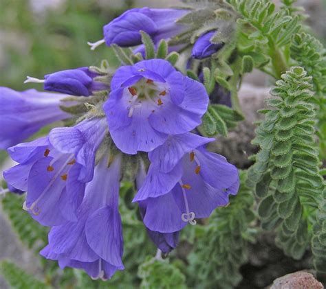 Southwest Colorado Wildflowers Polemonium Confertum Viscosum