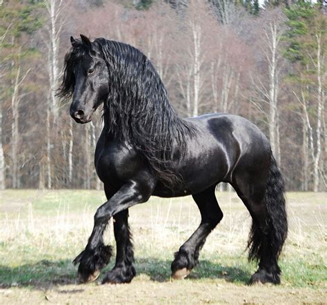 25 Beautiful Black Friesian Horses What A Pretty Shiny Black Coat