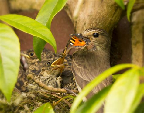 How To Feed Fledgling Birds Happy Beaks Blog