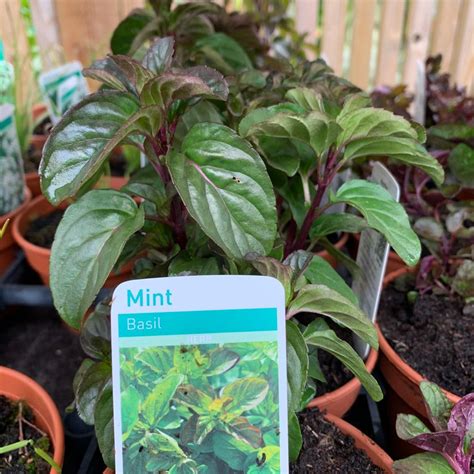Mint Basil 11cm Bunkers Hill Plant Nursery