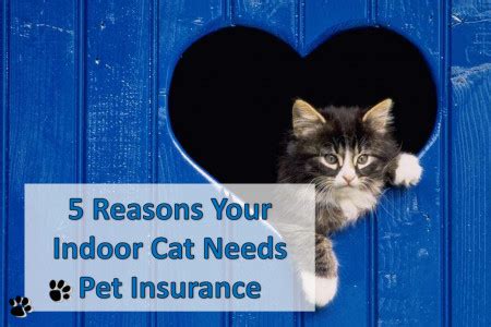 Before we jump into the reviews. Pet-rified- What's your pet scared of? | Visual.ly