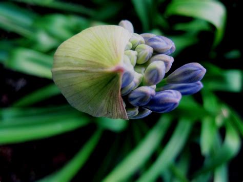 Budding Agapanthus Free Stock Photo Public Domain Pictures