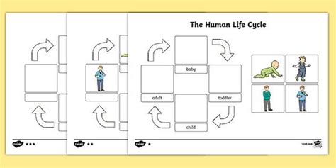 Human Life Cycle Worksheet Human Life Cycle Life Cycles Life Cycles