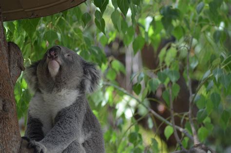 Koala Zoochat