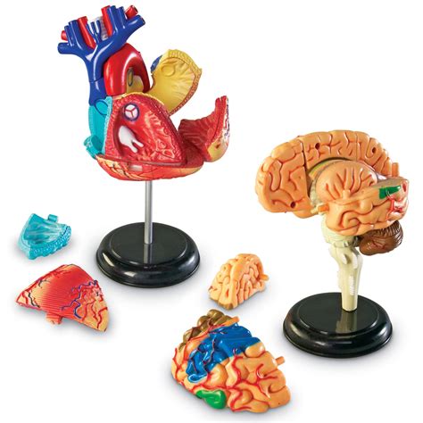 Anatomy Model Set By Learning Resources Ler3338 Primary Ict
