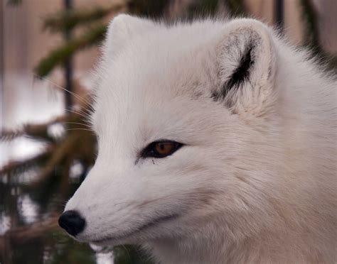 White Fox Polar Fox Or Snow Fox 3 Property1 Flickr