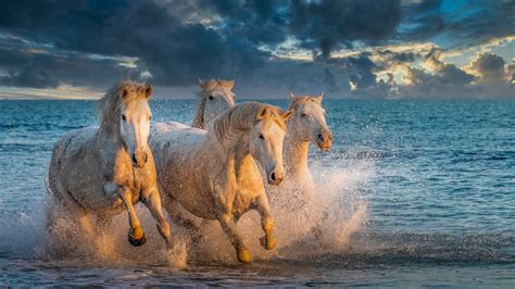 White Horses Are Running On Beach With Background Of Blue Sea And