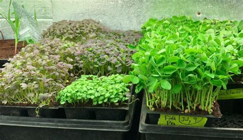8 Best Plants To Grow As Microgreens Gardening Channel