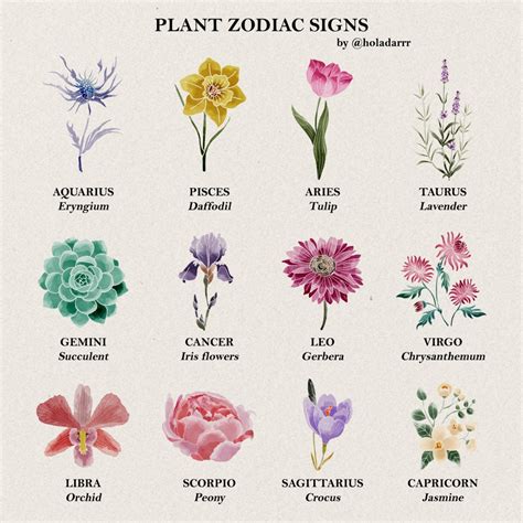Zodiac Plants As Signs Drawing By Darlene Boza Doodle Addicts