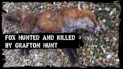 Fox Hunted And Killed By Grafton Hunt Youtube