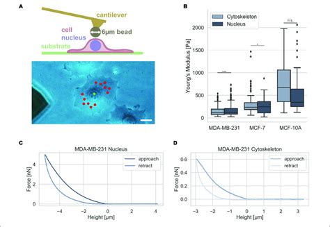 Cell Stiffness Measurement Of MDA MB 231 And MCF 7 Breast Cancer