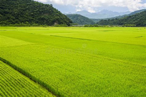 Rice Crop Soon To Be Harvest In The Paddy Field Of Taiwan Stock Image