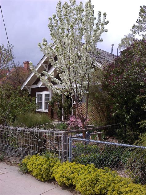 Flowering pear tree (pyrus calleryana). Trees That Please Nursery: Flowering Pears: Two ...