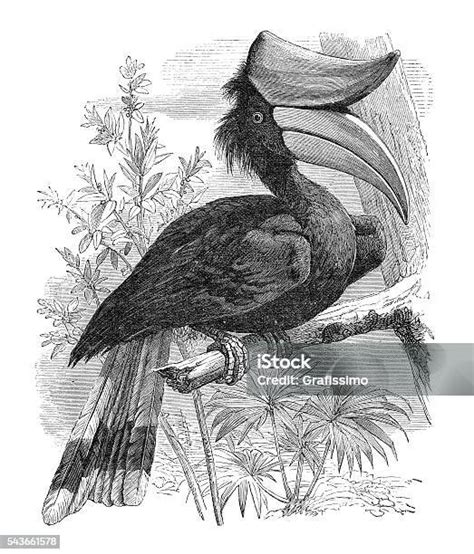 Pengukiran Burung Rangkong Besar 1880 Ilustrasi Stok Unduh Gambar