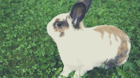the comprehensive guide to bunny neutering and spaying