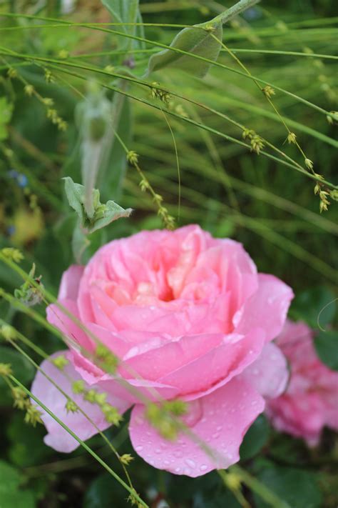 Belle Rose De Mon Jardin Fleurs Belle Rose Jardins