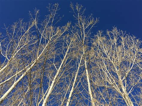 Free Images Tree Nature Branch Snow Winter Sky Sunlight Frost
