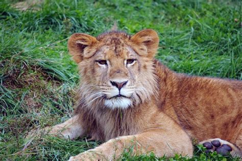Young Male Lion Stock Photo Image Of Male Fauna Carnivore 10586952