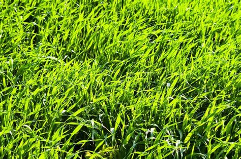Green Grass With Day Light Background Stock Photo