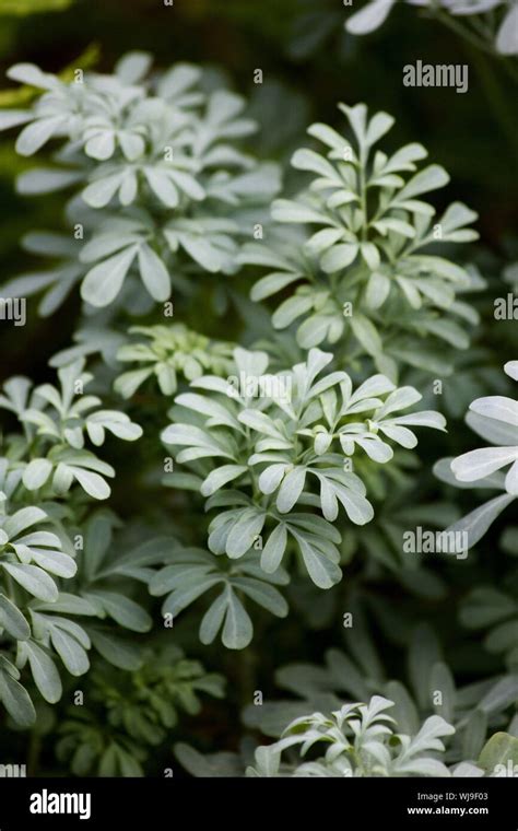 Bluish Green Leaves Of Rue Hi Res Stock Photography And Images Alamy