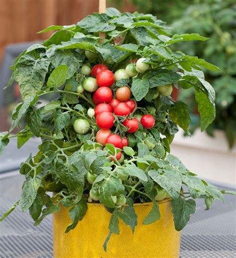 Guide To Growing Tomatoes In Containers And Outdoors Blog