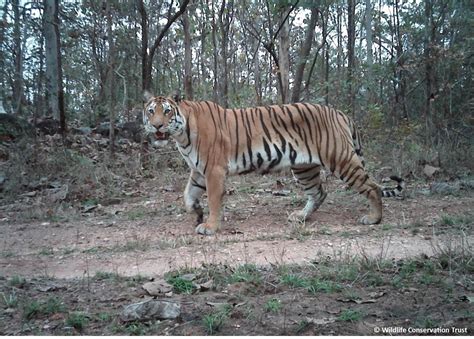 Photos As Indias Tiger Population Jumps 30 Images Of Some Big Cats