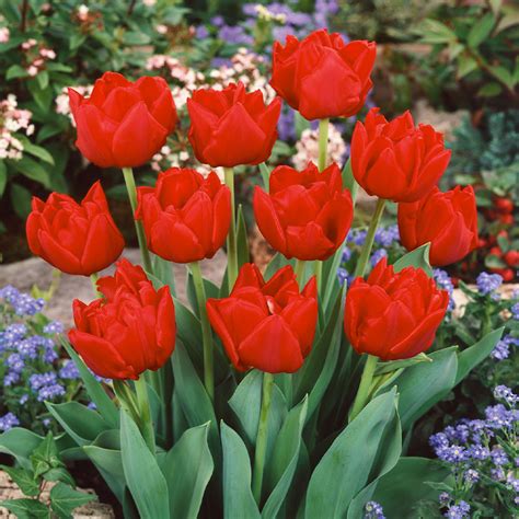 Double Early Tulip Collection Mirror Garden Offers