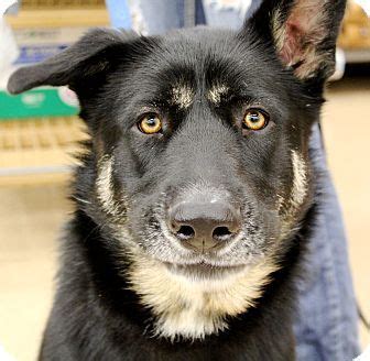 At canine scholars of charlotte, nc, we know that every dog can be an outstanding dog. Lanna - German Shepherd Dog/Husky mix - Adult - Mooresville, NC - Catering to Cats and Dogs ...