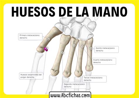 Anatomia De Los Huesos De La Mano Abc Fichas