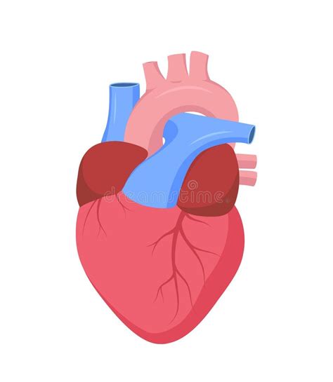 structure of human heart vector illustration of diagram of human the best porn website