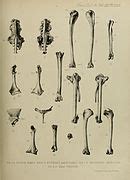 Category Anas Bones Wikimedia Commons
