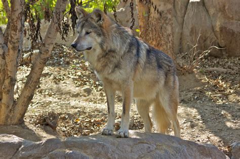 Did Fws Falsify Information About New Mexico Wolves Gohunt