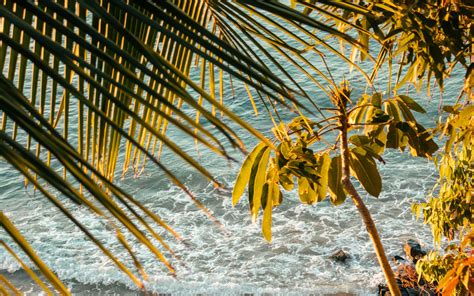 Download Wallpaper 3840x2400 Sea Beach Palm Trees Tropics Summer 4k