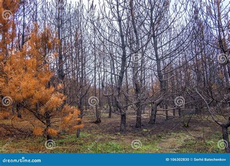 Emptied Autumn Coniferous Forest With Tall Pine Trees Stock Photo