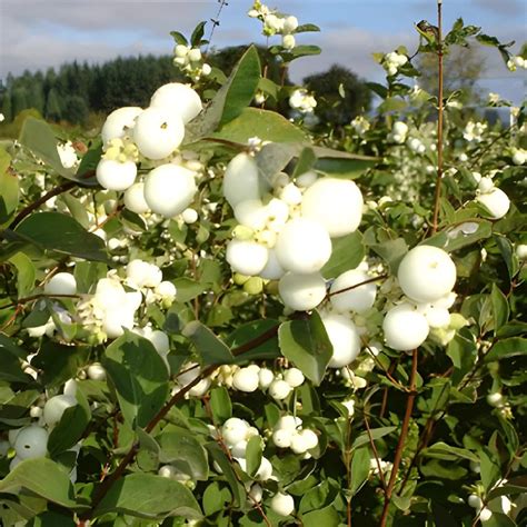 Buy Wholesale White Snowberry Fresh Autumn Greens In Bulk Fiftyfl