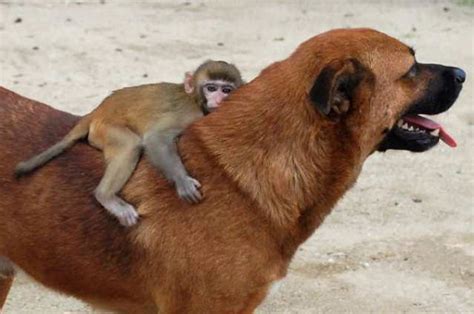 15 Acts Of Kindness In The Animal Kingdom That Prove Animals Are The Best