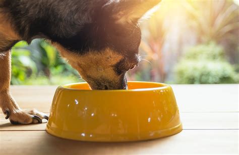 When you see a dog food bag or can at your local pet store, the first thing that may catch your eye is the beautiful packaging, but there's more to dog food than that. Which Is Best: Dry Dog Food or Wet Dog Food? | PEDIGREE®