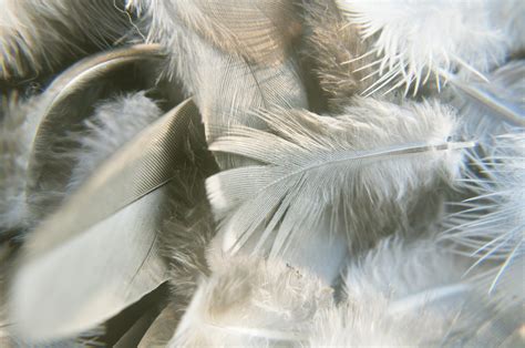 Bird Feathers 8 Free Stock Photo Public Domain Pictures