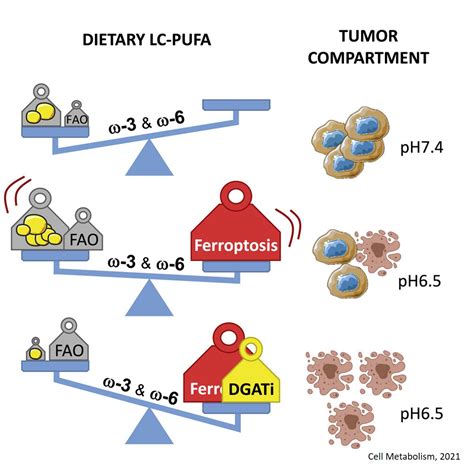 An Omega 3 Fatty Acid Kills Tumor By Ferroptosis Science Mission