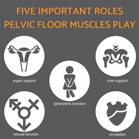 Primary Function Of Pelvic Floor