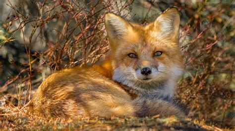 Desktop Wallpaper Cute Red Fox Animal Sitting Hd Image Picture