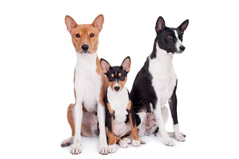 Basenji Dogs Breed Information Omlet